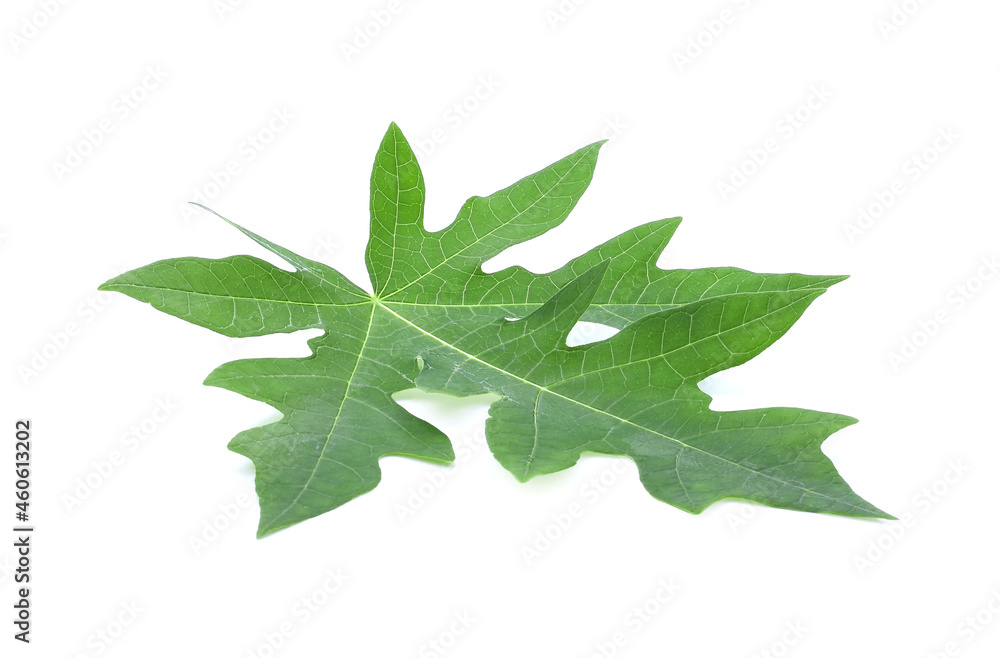 papaya Leaf isolated on white background.Big leaf. papaya Leaf isolated on white background.Big leaf.