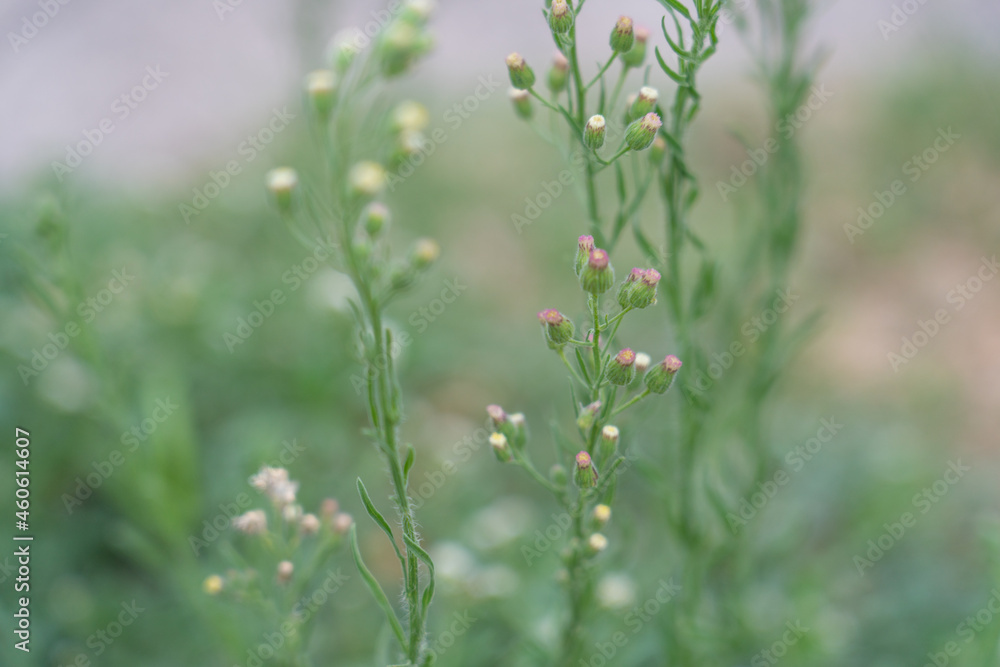 Erigeron sumatrensis is an annual herb. Guernsey fleabane. fleabane, tall fleabane, broad-leaved fleabane, white horseweed, and Sumatran fleabane. Erigeron sumatrensis is an annual herb. Guernsey fleabane. fleabane, tall fleabane, broad-leaved fleabane, white horseweed, and Sumatran fleabane.