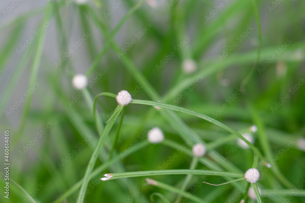 Kyllinga nemoralis, the white water sedge or whitehead spikesedge, is a plant species in the sedge family, Cyperaceae. Kyllinga nemoralis, the white water sedge or whitehead spikesedge, is a plant species in the sedge family, Cyperaceae.