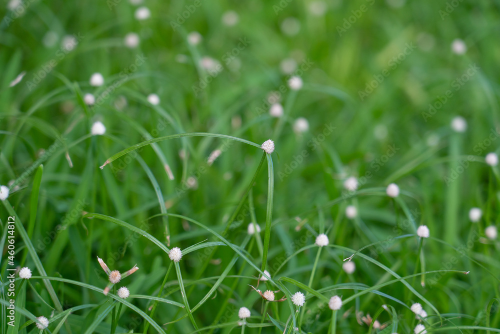Kyllinga nemoralis, the white water sedge or whitehead spikesedge, is a plant species in the sedge family, Cyperaceae.