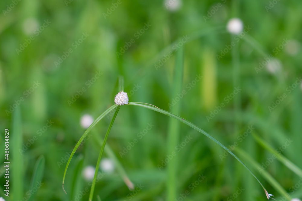 Kyllinga nemoralis, the white water sedge or whitehead spikesedge, is a plant species in the sedge family, Cyperaceae.