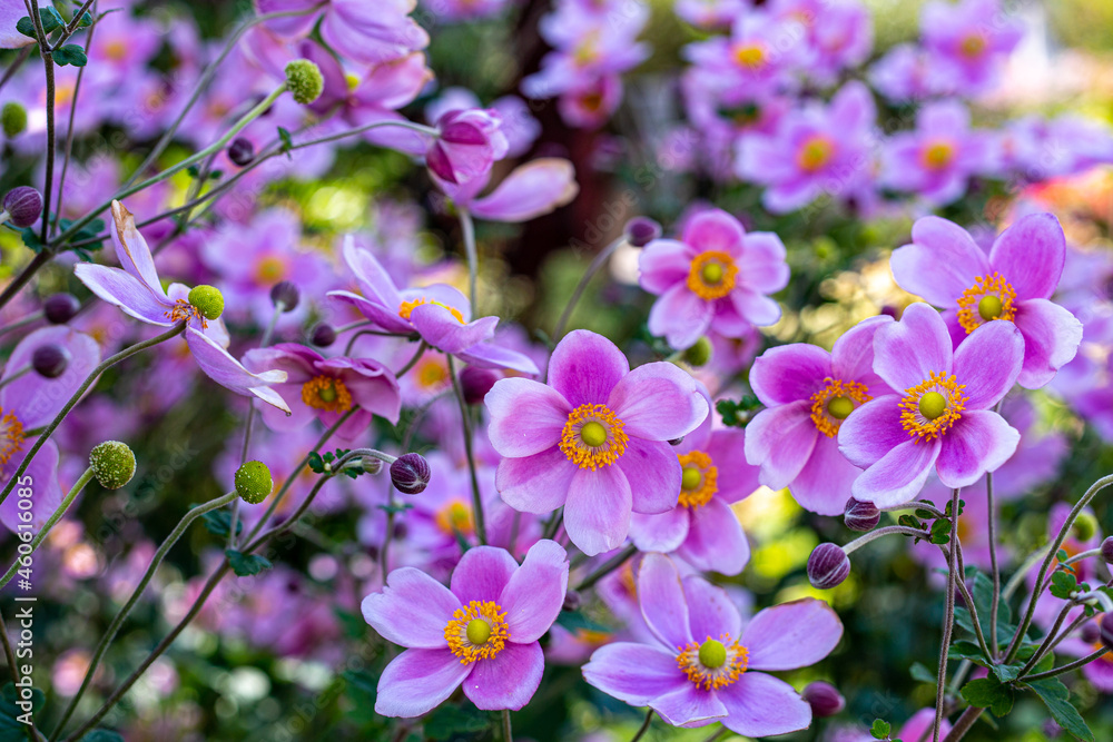 Fototapeta Beautiful anemone hupehensis blossom in garden.