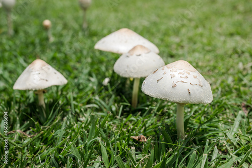 Chlorophyllum molybdites, which has the common names of false parasol, green-spored Lepiota and vomiter, is a widespread mushroom. 