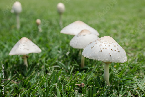 Chlorophyllum molybdites, which has the common names of false parasol, green-spored Lepiota and vomiter, is a widespread mushroom. 