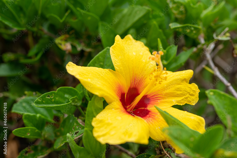 Hibiscus is a genus of flowering plants in the mallow family, Malvaceae. Plants and flowers of Oahu, Hawaii Hibiscus is a genus of flowering plants in the mallow family, Malvaceae. Plants and flowers of Oahu, Hawaii