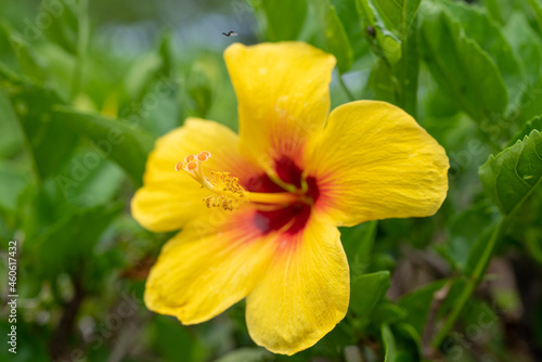 Hibiscus  is a genus of flowering plants in the mallow family  Malvaceae. Plants and flowers of Oahu  Hawaii