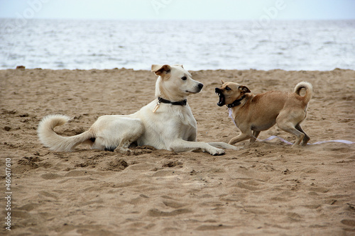 Canvas Print Two golden-haired dogs bark at each other on the sea sand, the will of the sea