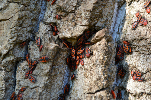 The rump Pyrrhocoris apterus, the earlier name of the wingless rudder - apterus means wingless is a widespread type of plaice in Central Europe. High quality photo photo