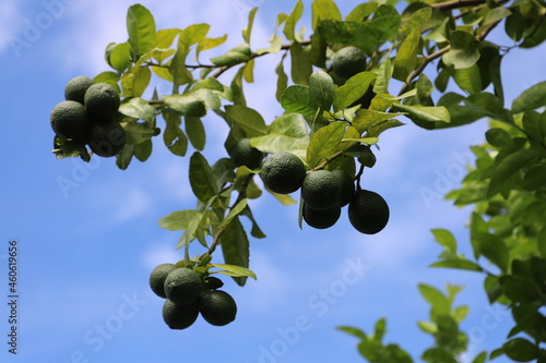 lemones on the tree photo