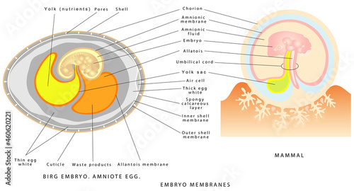 Embryo membranes. Embryonic membranes of birds and mammals. Bird egg and embryo. Egg scheme. Interior view of a bird's egg. Porous shell and the substances that nourish it during incubation