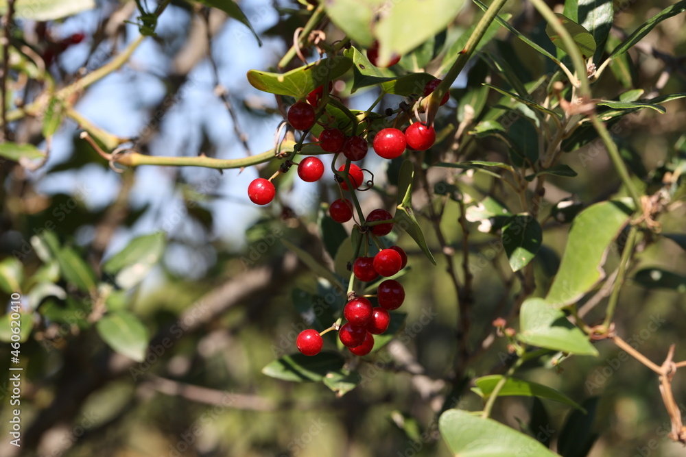 Red berries in the forest on the branches of a tree