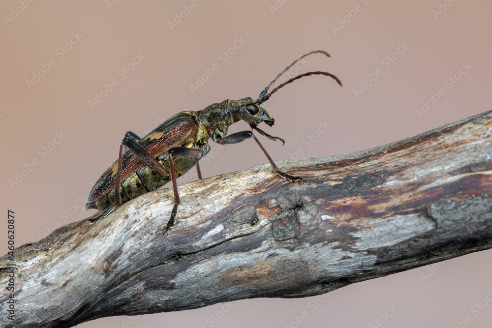 Fototapeta premium a longhorn beetle - Rhagium bifasciatum