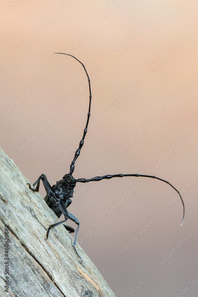 a longhorn beetle - Cerambyx scopolii