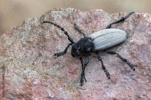 a longhorn beetle - Dorcadion fuliginator