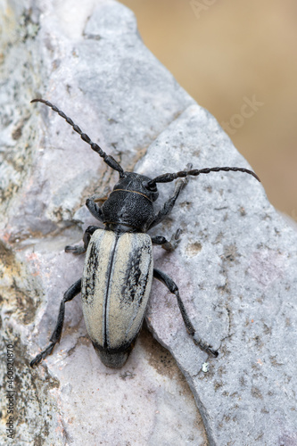 a longhorn beetle - Dorcadion fuliginator © Marek R. Swadzba
