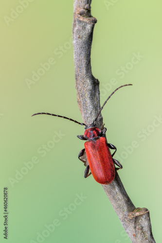 a longhorn beetle - Pyrrhidium sanguineum photo