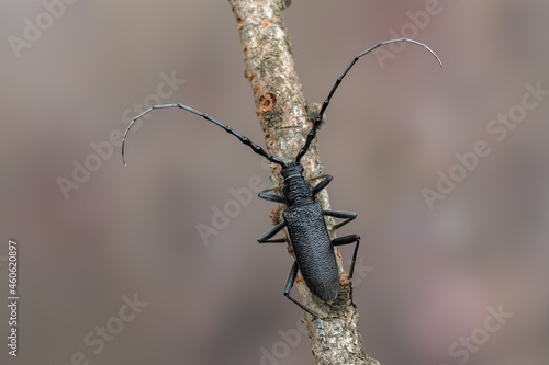 a longhorn beetle - Cerambyx scopolii © Marek R. Swadzba