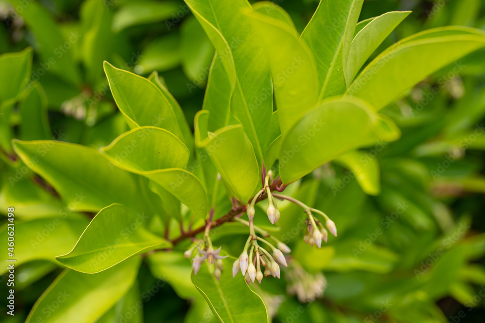Ardisia elliptica is an evergreen tree, also known as the shoebutton ardisia, duck's eye and coralberry