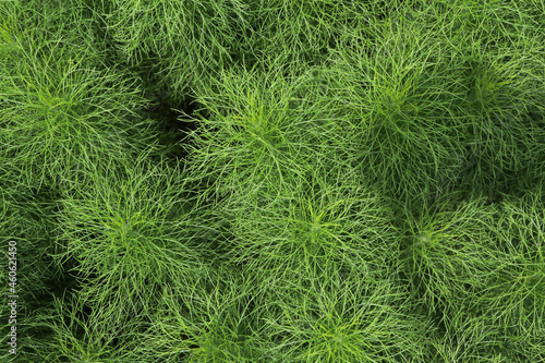 Dill green herb parsley ingredient for food are growth in the garden background