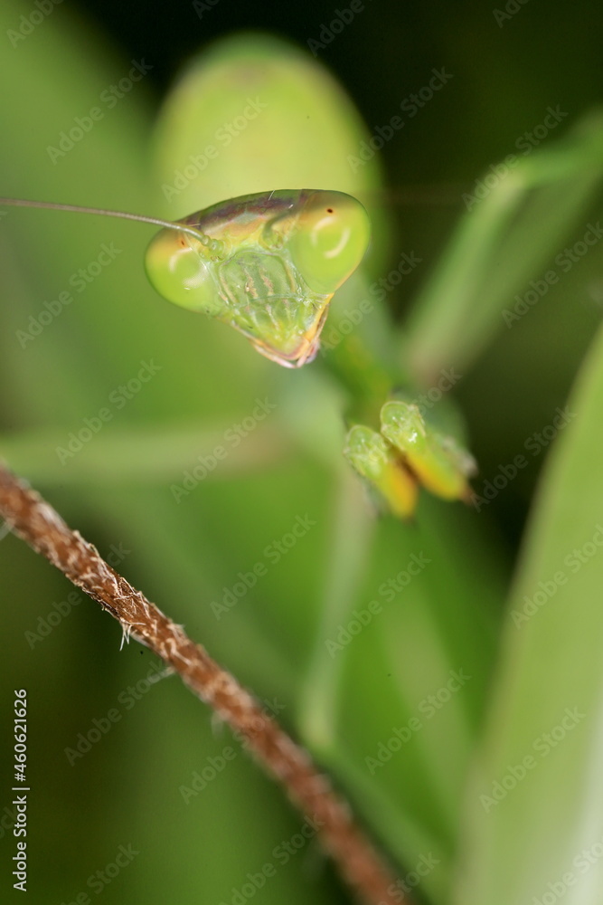 mantis on a leaf