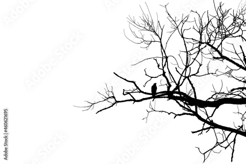Black bird crow silhouette on bare branch on white cut out isolated background. Copy space