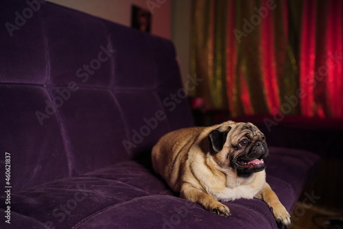 Funny dog resting on sofa. Cute pug with sticking out tongue relaxing on comfortable couch in cozy living room at home