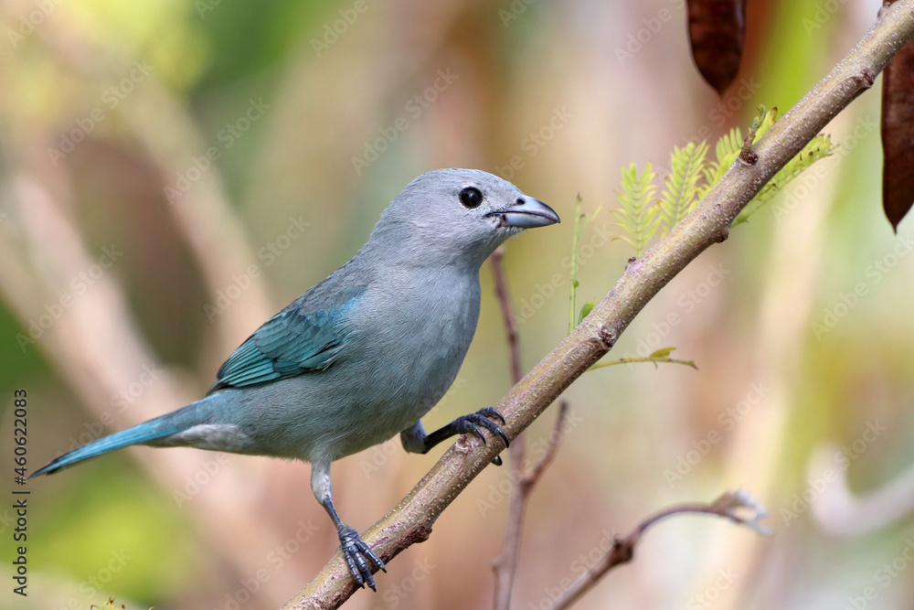 Sayaca Tanager (Thraupis sayaca) perched among the foliage