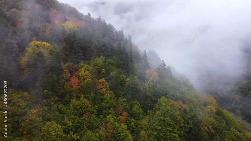 Mixed autumn forest on the foggy mountain slope Mixed autumn forest on the foggy mountain slope