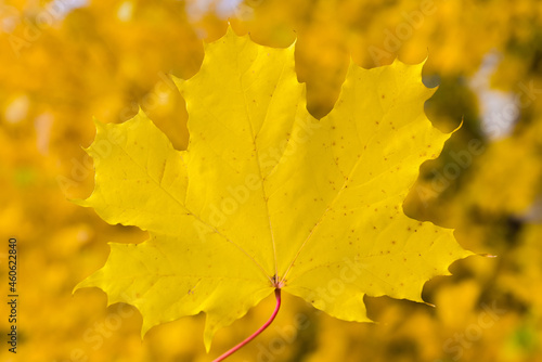 yellow autumn maple leaf on yellow background 