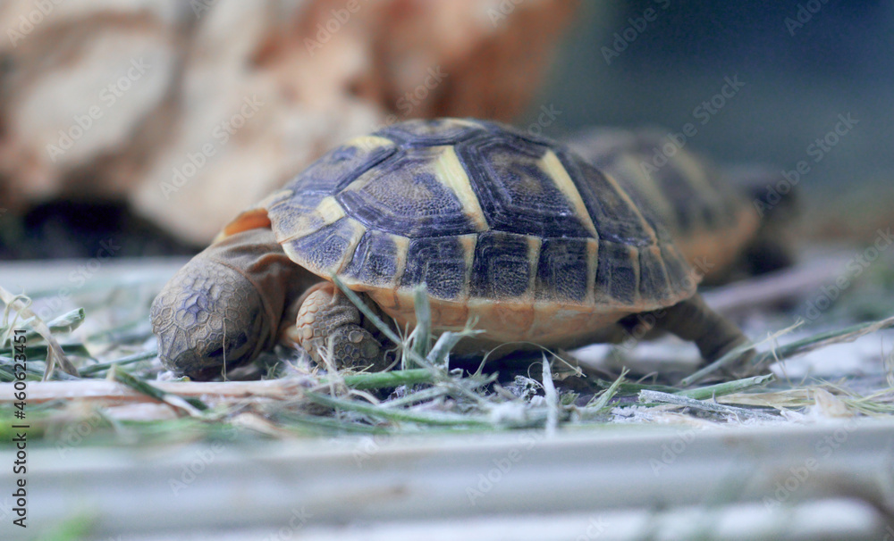 Baby turtle closeup - Photo of a small turtle looking for food Baby turtle closeup - Photo of a small turtle looking for food