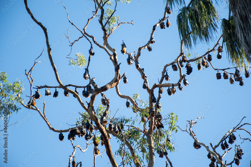 Grey-headed flying foxes hanging in a tree. Australian native animal mega bat Grey-headed flying foxes hanging in a tree. Australian native animal mega bat