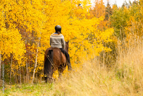 Icelandic horse in autumn season enviroment in Finland. Female rider. © AnttiJussi