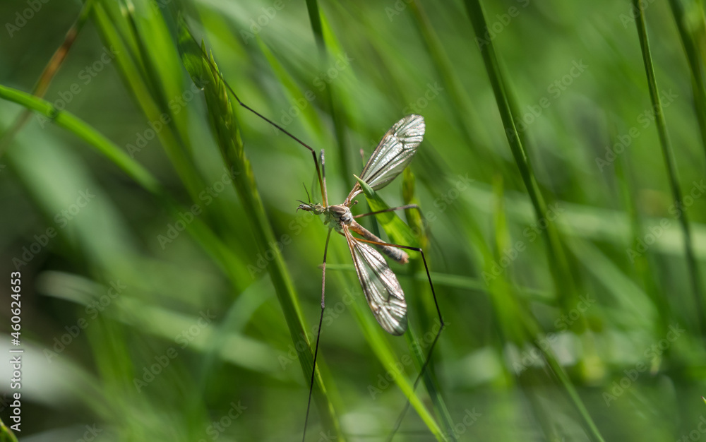 A nasty mosquito closeup at spring in saarland A nasty mosquito closeup at spring in saarland