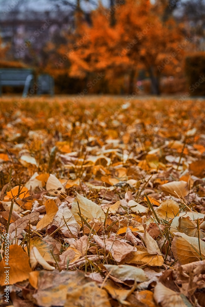 Autumn mood. Autumn is in town. Yellow and red autumn leaves. Autumn mood. Autumn is in town. Yellow and red autumn leaves.