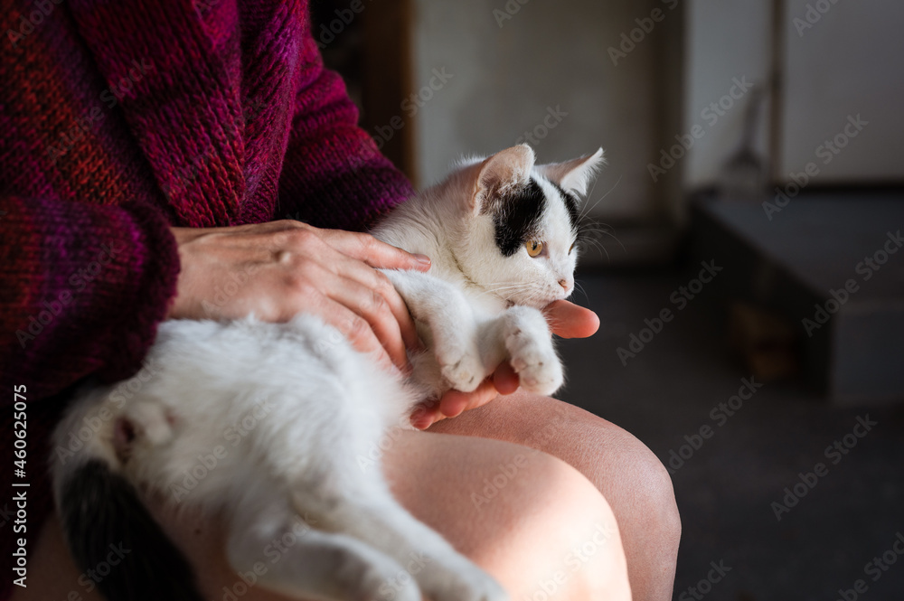 Beautiful 3 months old white kitty lying in woman's lap, being gently pet by human's hand