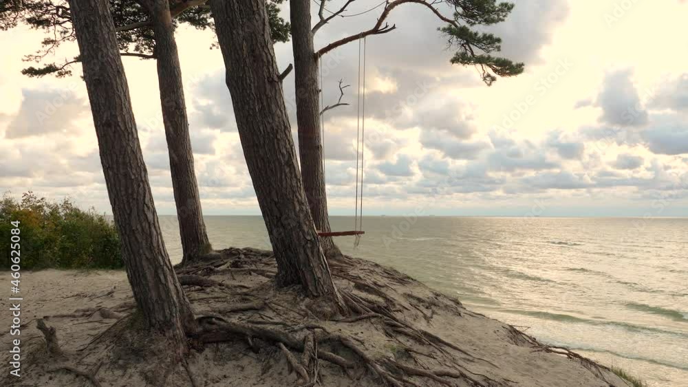 Old pine trees with thick trunks growing on a cliff by the sea on a windy evening at sunset. Swings hung between two trees swaying in the wind. Old pine trees with thick trunks growing on a cliff by the sea on a windy evening at sunset. Swings hung between two trees swaying in the wind.