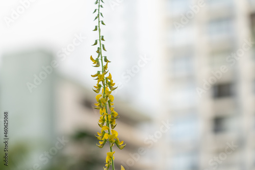 Crotalaria spectabilis, the showy rattlebox or showy rattlepod, is a species of flowering plant in the pea family Fabaceae. It is native to the Indian Subcontinent, southern China, and Southeast Asia. photo