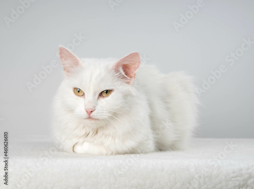 Pure white cat with turquoise blue eyes and pink defective ears