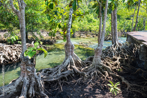 Tha Pom Khlong Song Nam in summer, Krabi photo