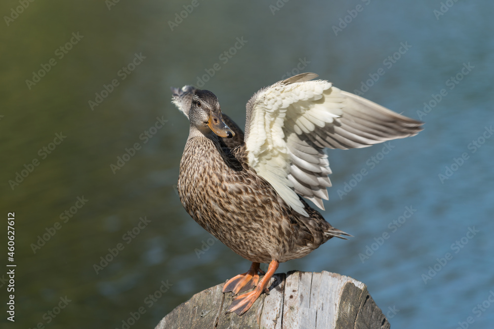 Fototapeta premium duck with partially outstretched wings