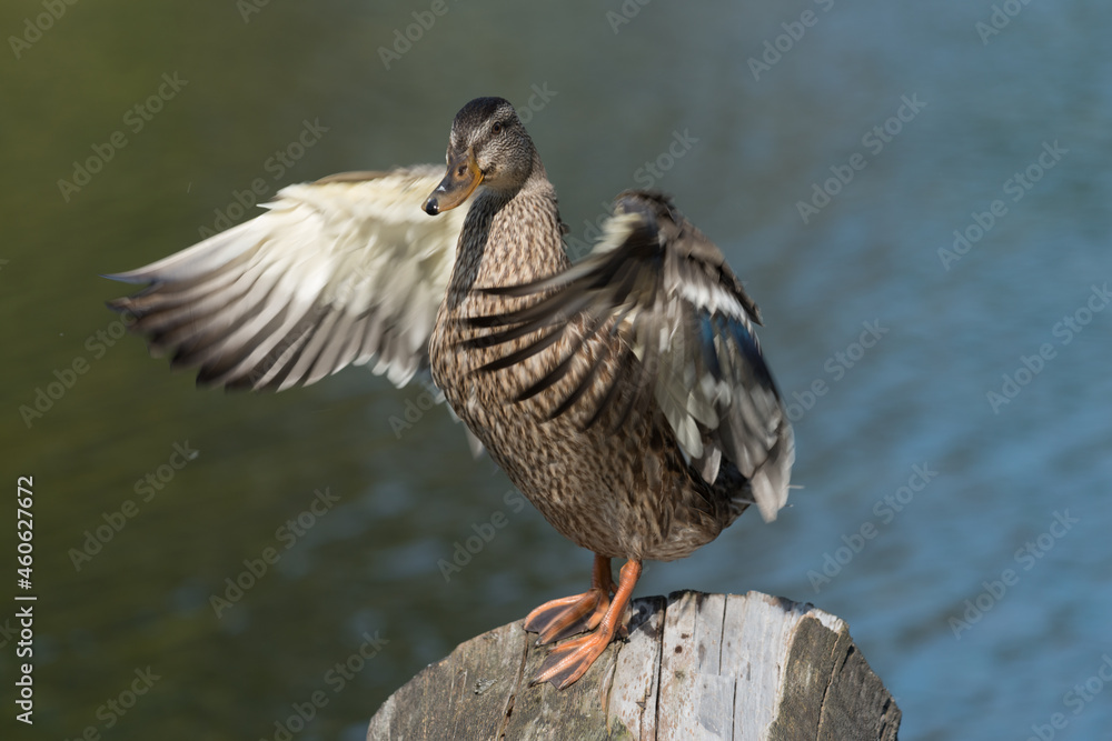 duck with partially outstretched wings duck with partially outstretched wings