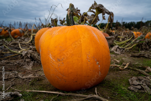 Big pumpkin in the field with a cloudy sky in the background