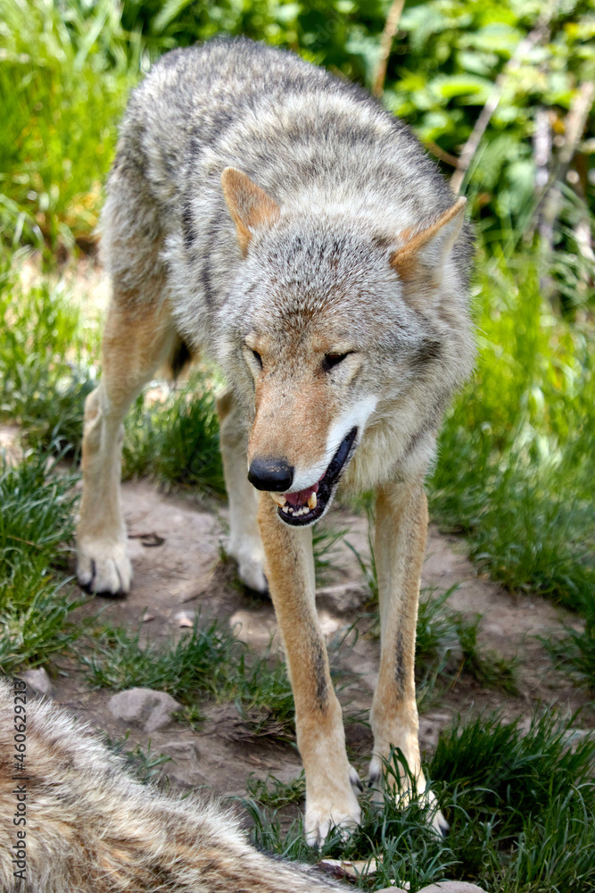 portrait of a gray wolves