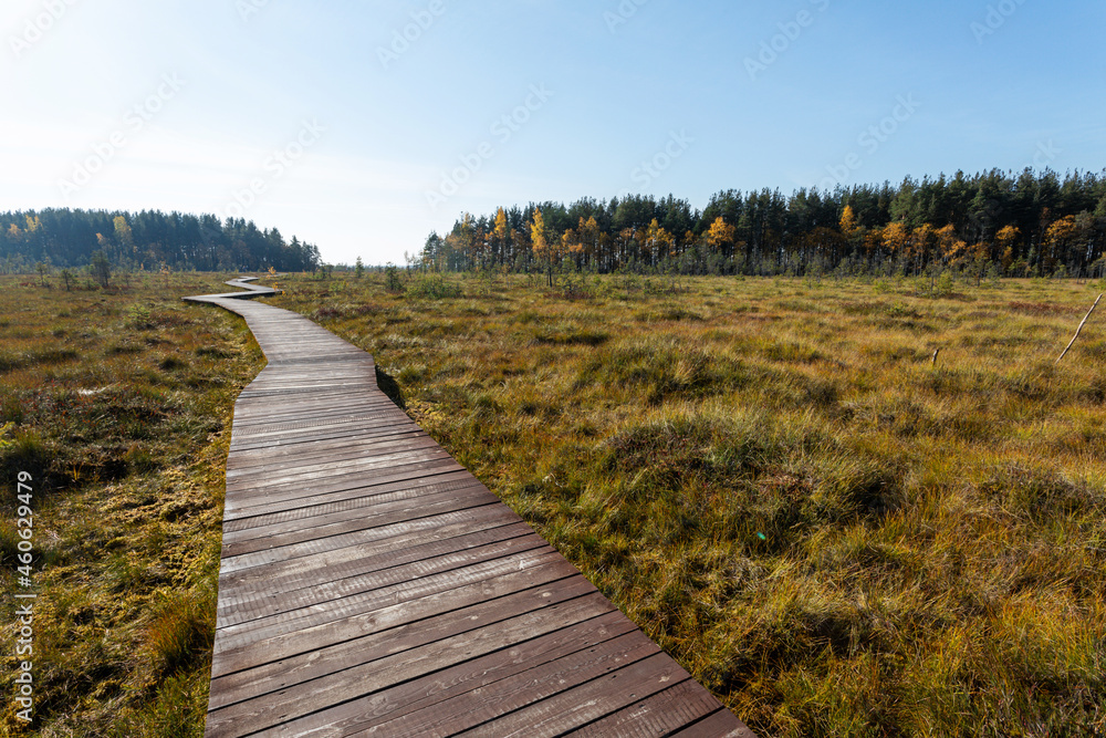 Wooden path going through the bog in early autumn. 