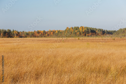 Splendid autumn yellow grass field with the colorful pine forest at the horizon. 