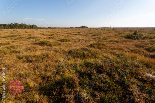 Sunny panorama of the grassy swamp in the early autumn. 