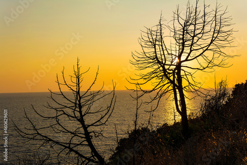Tree at sunset in Palaiokastro castle of ancient Pylos