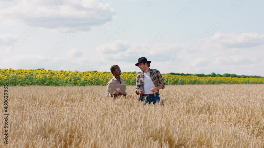 Charismatic farmers lady and man multiracial have a discussion in the middle of wheat field they analysing the results of harvest from this year and take some statistics using the laptop Charismatic farmers lady and man multiracial have a discussion in the middle of wheat field they analysing the results of harvest from this year and take some statistics using the laptop