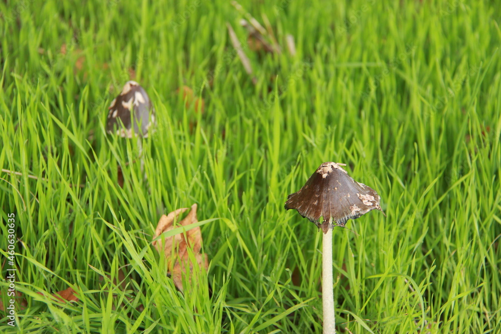 Champignons Champignons