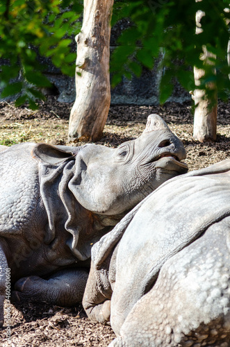  Rhinocéros blanc (Ceratotherium simum) 